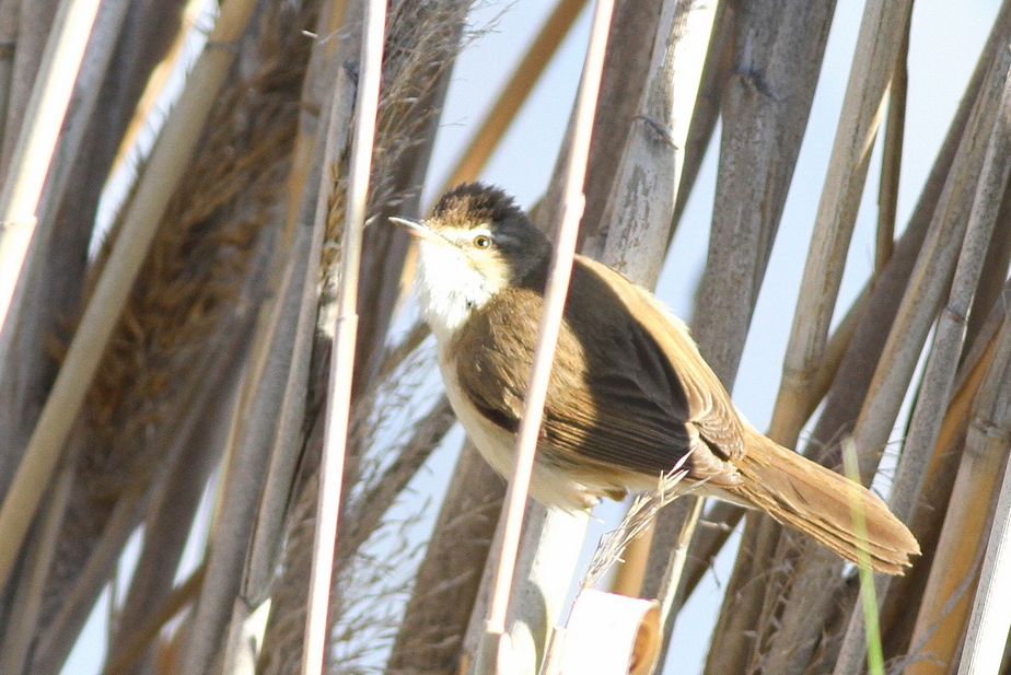 Paddyfield Warbler