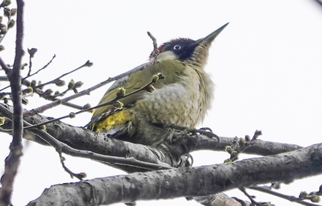 European Green Woodpecker