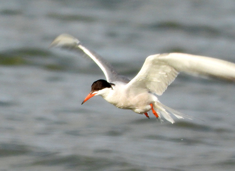 Common Tern