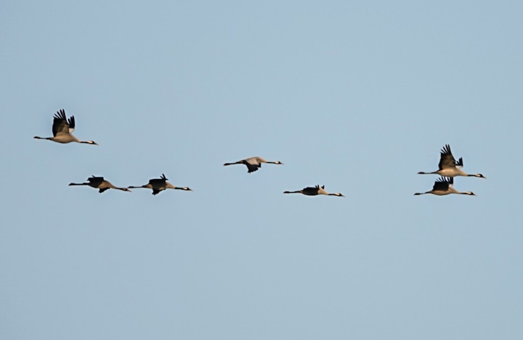 Common Crane