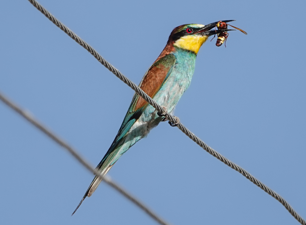 European Bee-eater