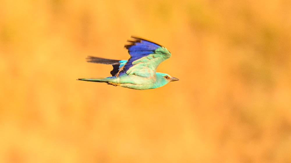 European Roller