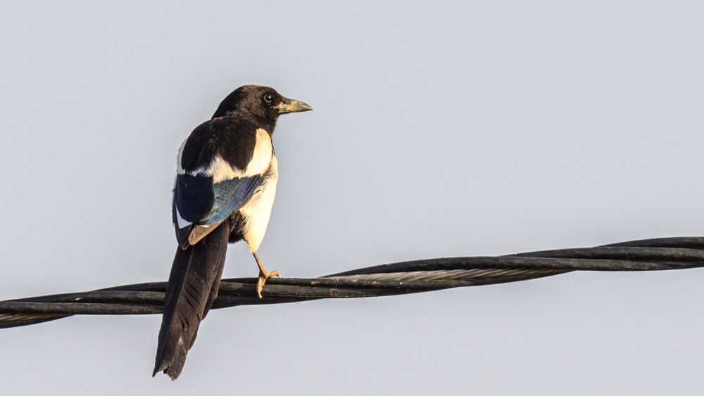 Eurasian Magpie