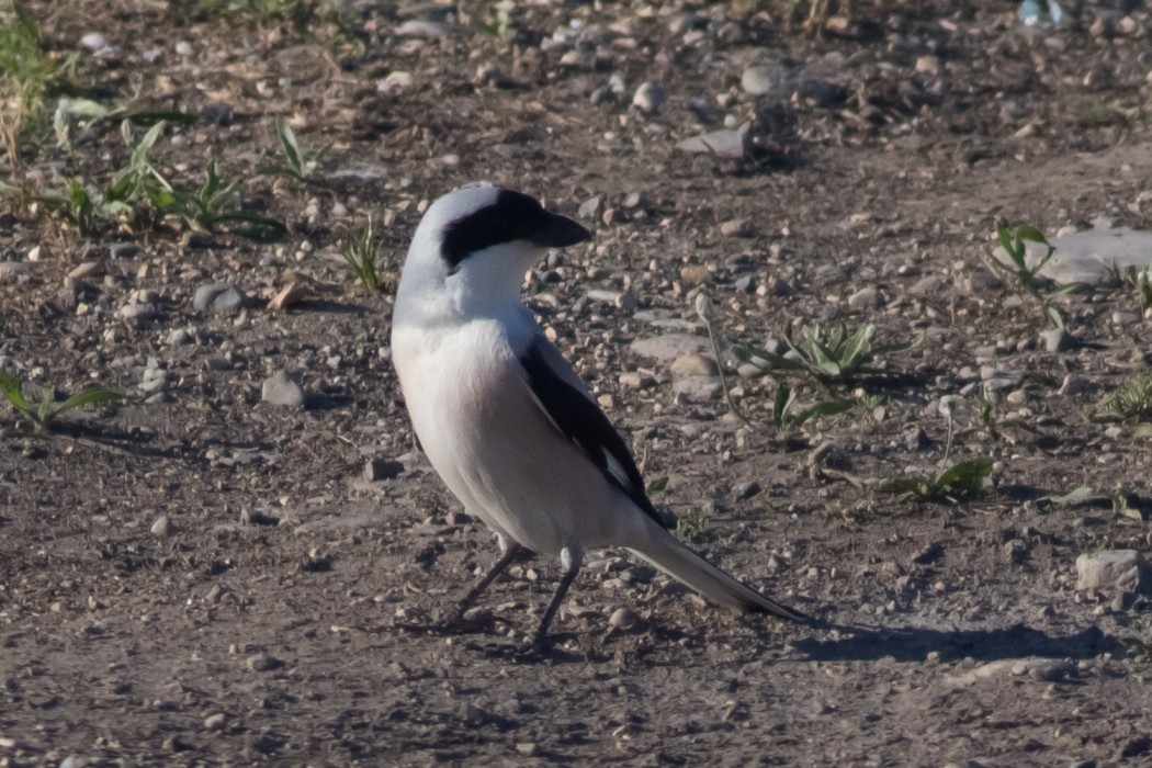 Lesser Grey Shrike