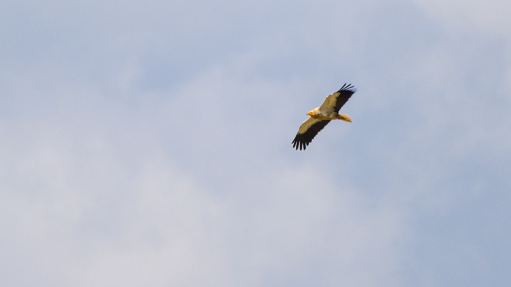 Egyptian Vulture