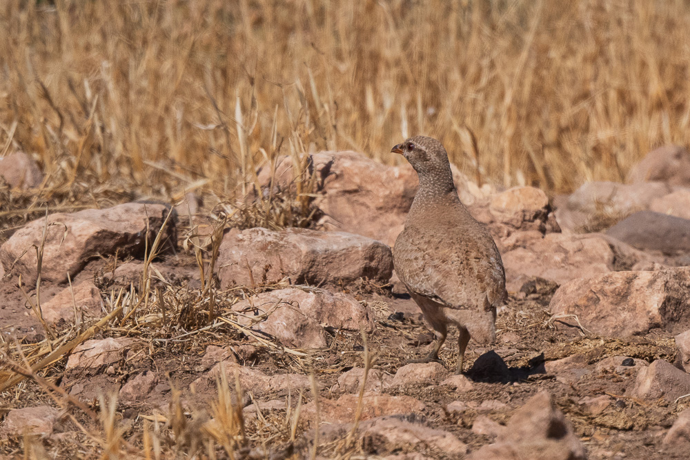 See-see Partridge