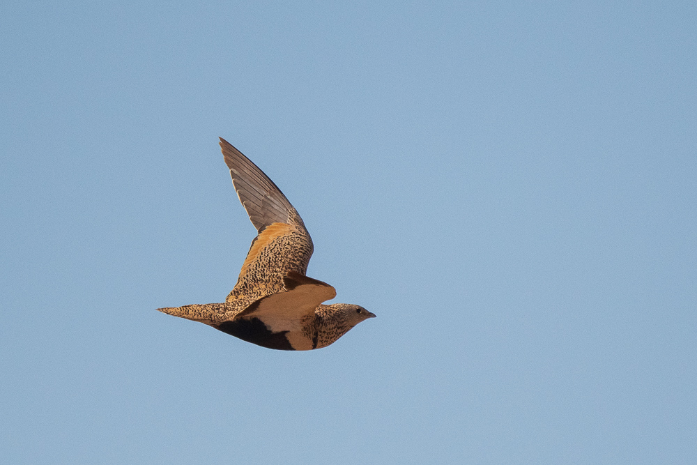 Black-bellied Sandgrouse