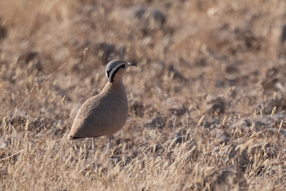 Cream-colored Courser