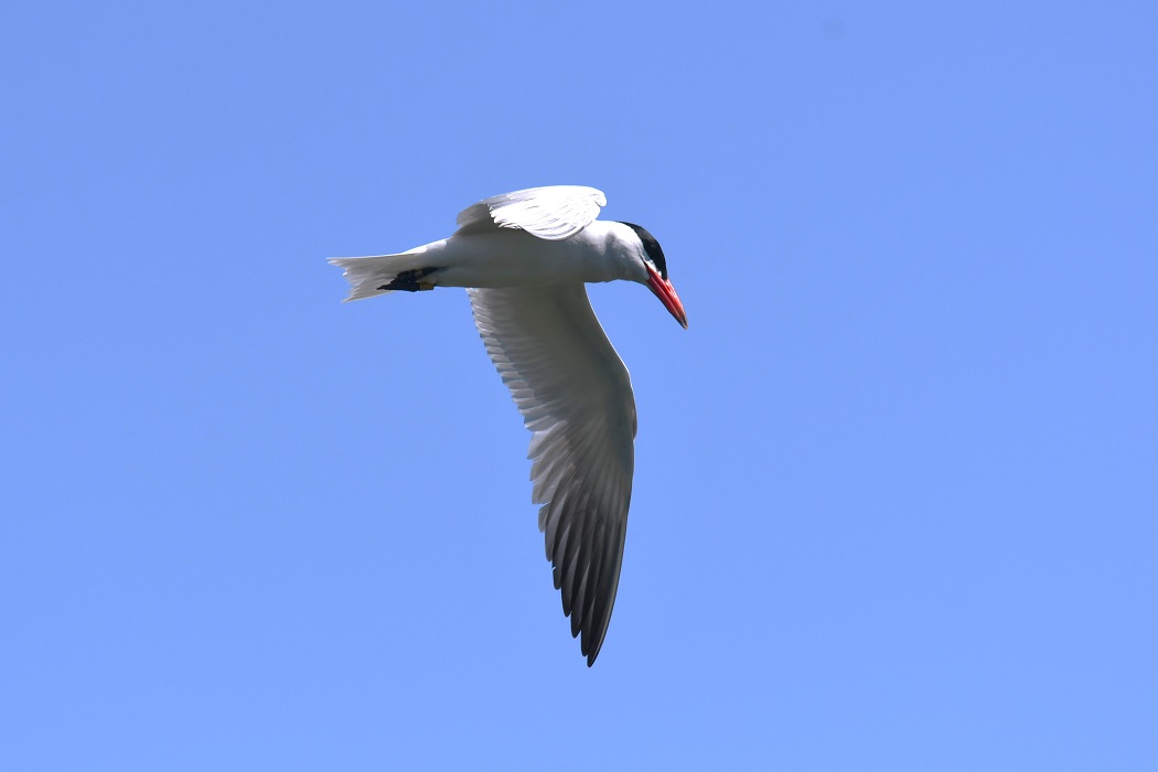 Caspian Tern