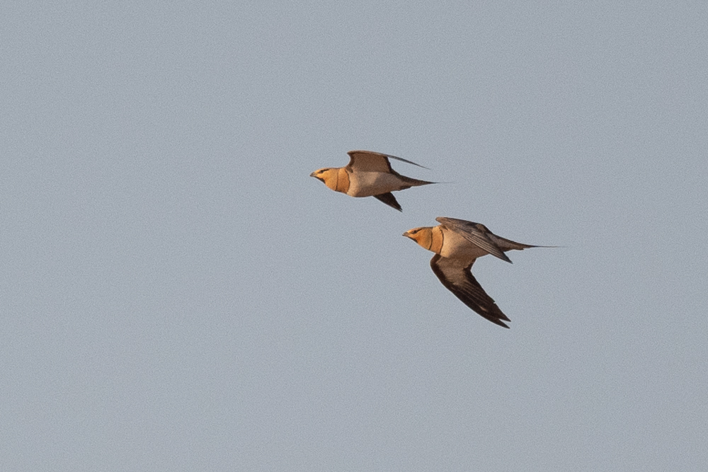 Pin-tailed Sandgrouse