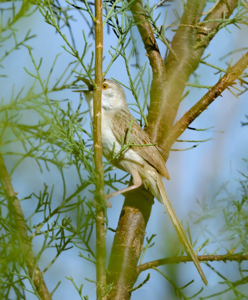 Delicate Prinia