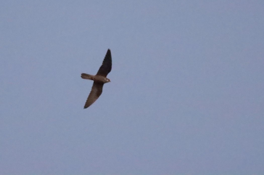 Eleonora`s Falcon