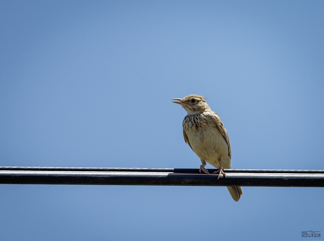 Crested Lark
