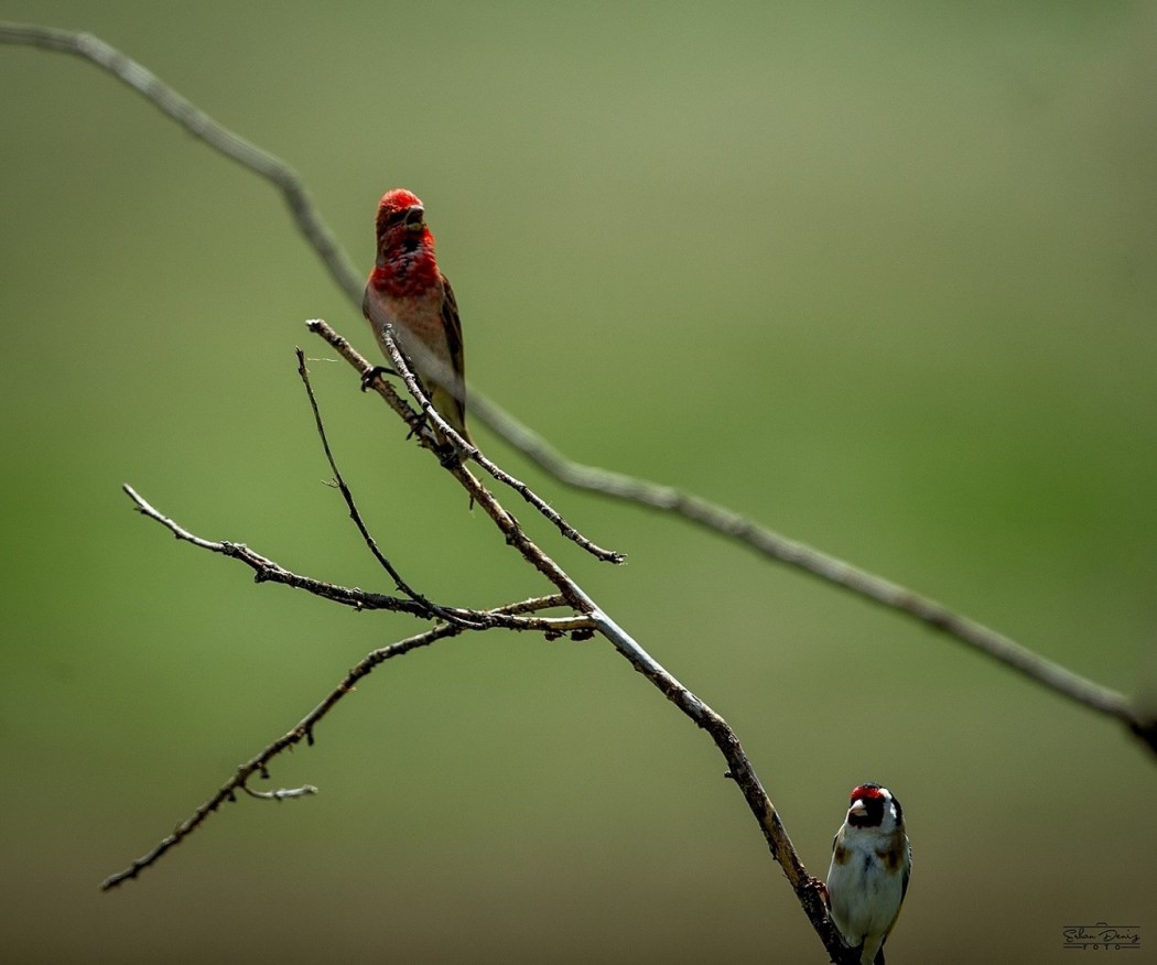 Common Rosefinch