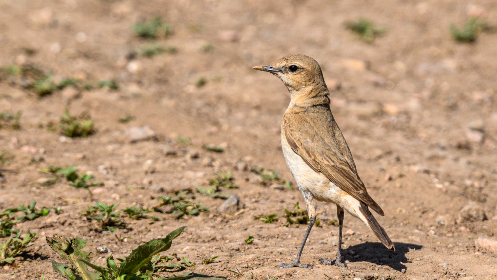 Isabelline Wheatear
