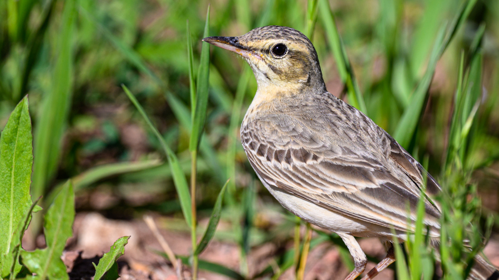 Tawny Pipit