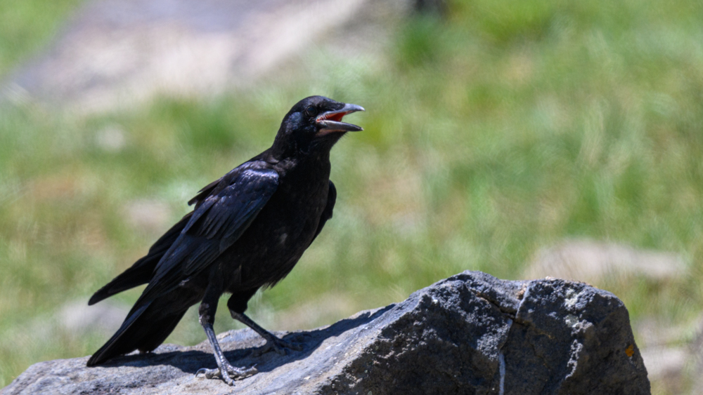 Northern Raven