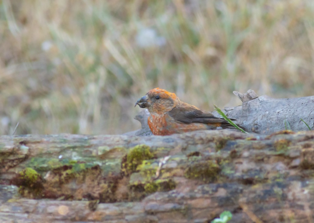 Red Crossbill