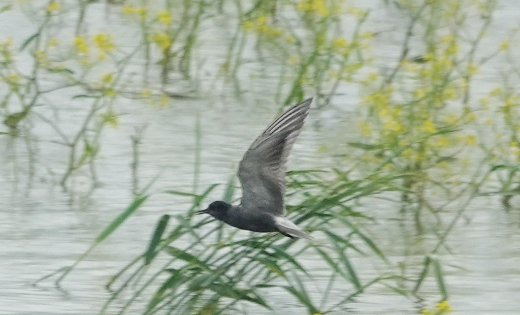 Black Tern