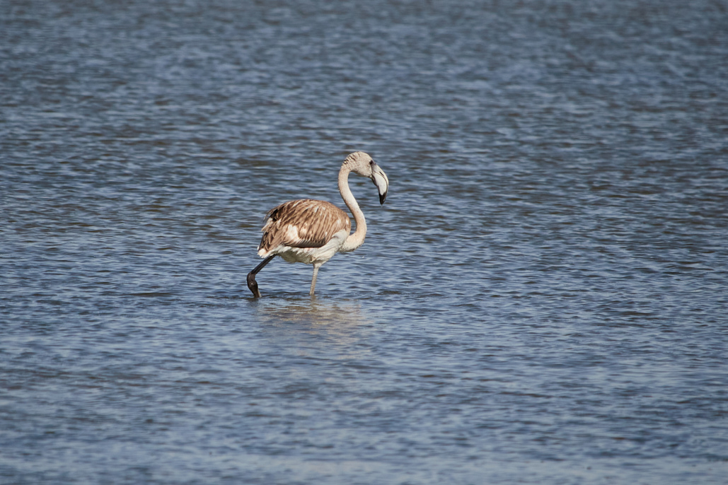 Greater Flamingo