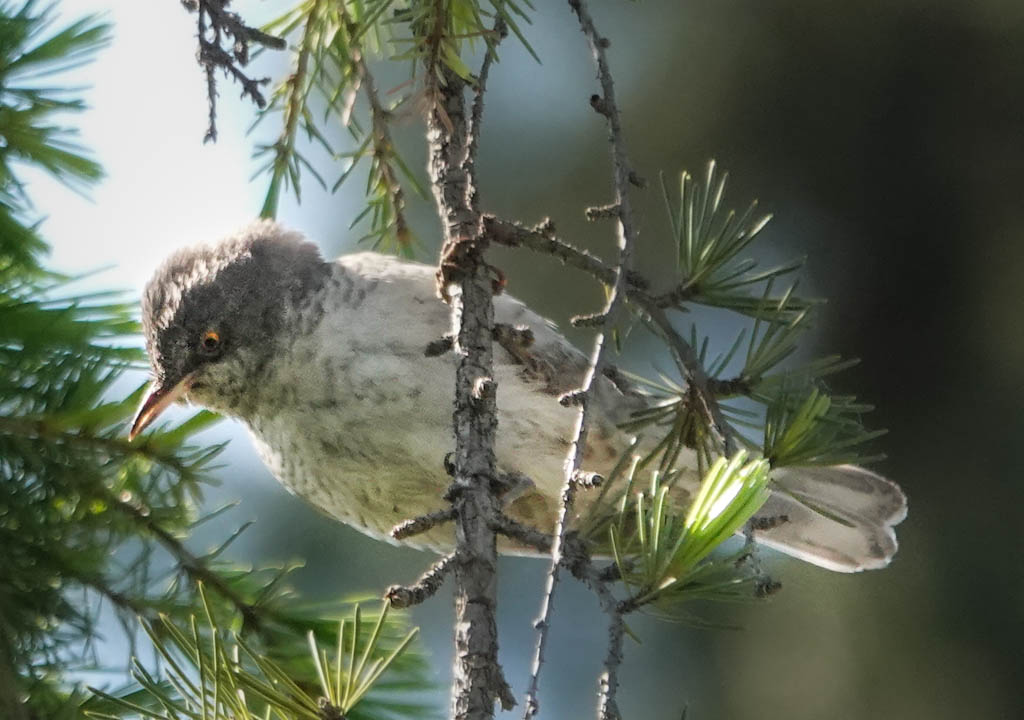 Barred Warbler