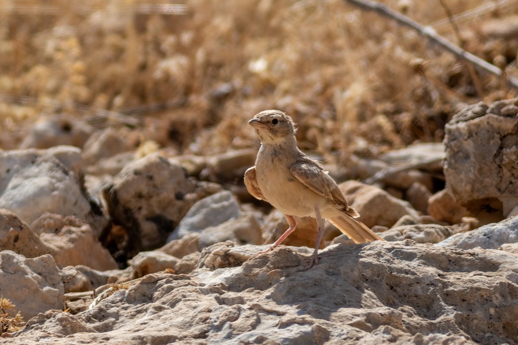 Desert Lark