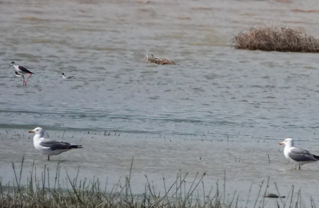 Red-necked Phalarope