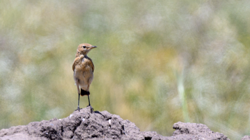 Northern Wheatear