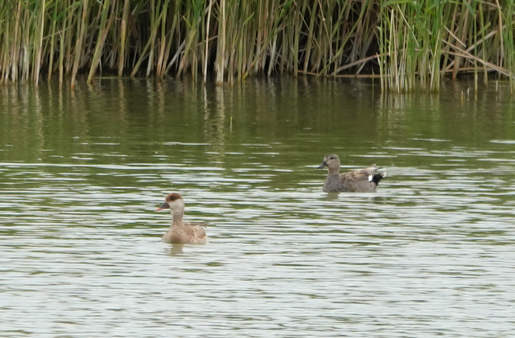 Gadwall