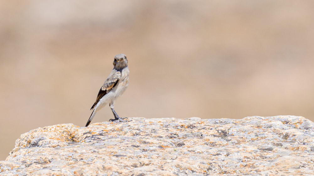 Northern Wheatear