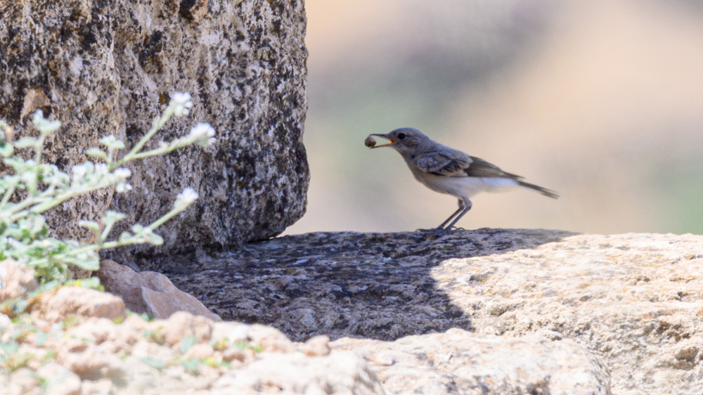 Northern Wheatear