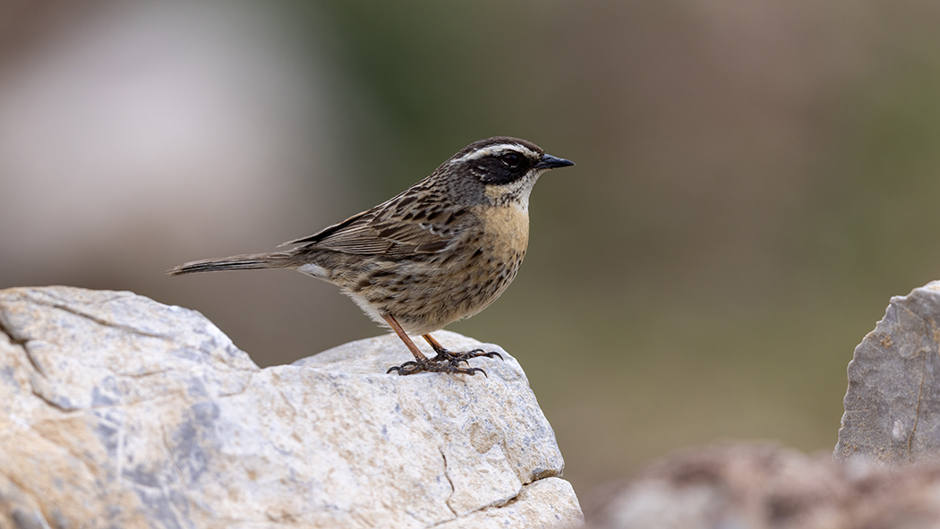 Radde`s Accentor