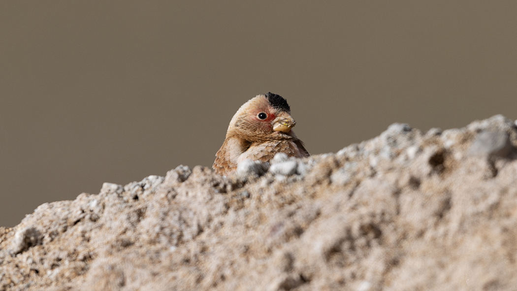 Crimson-winged Finch