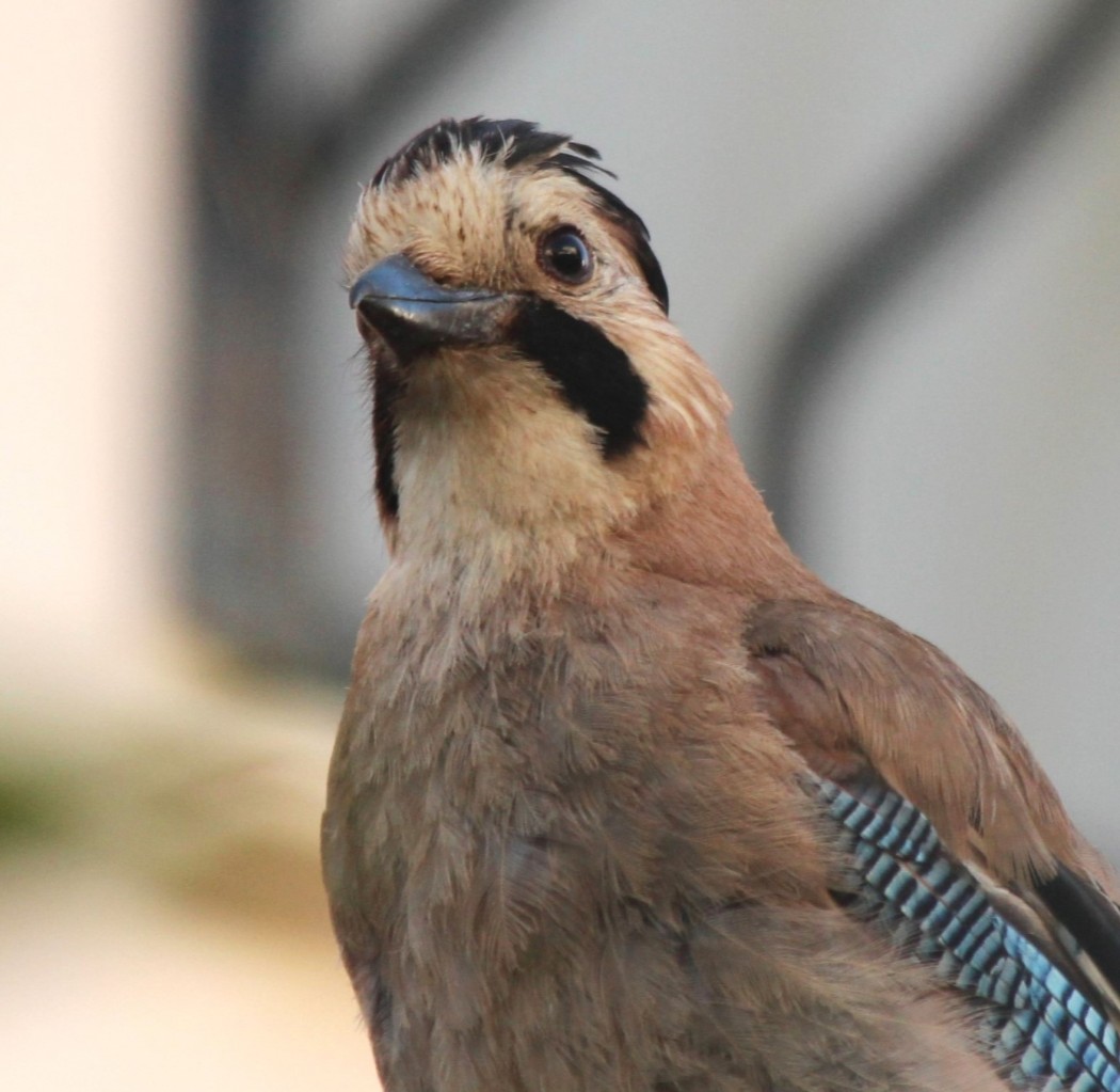 Eurasian Jay