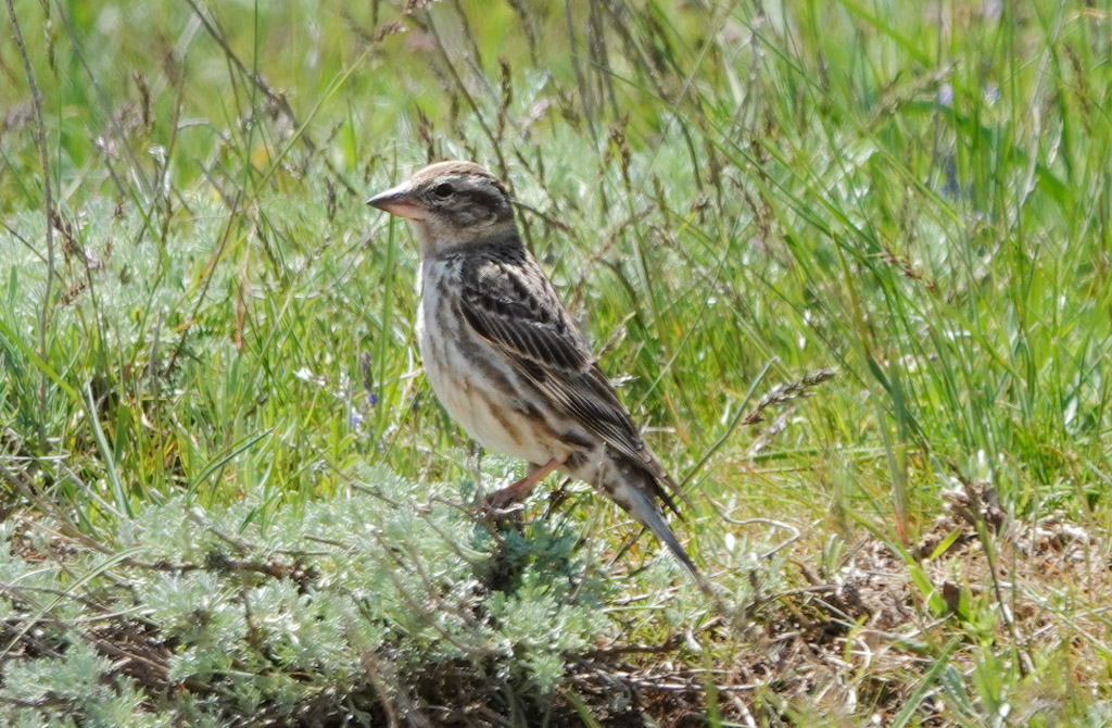 Rock Sparrow