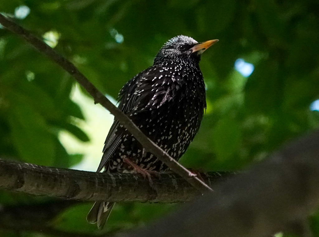 Common Starling