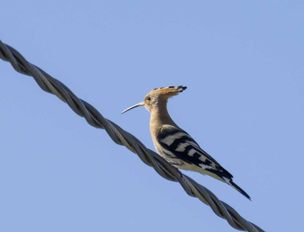 Common Hoopoe