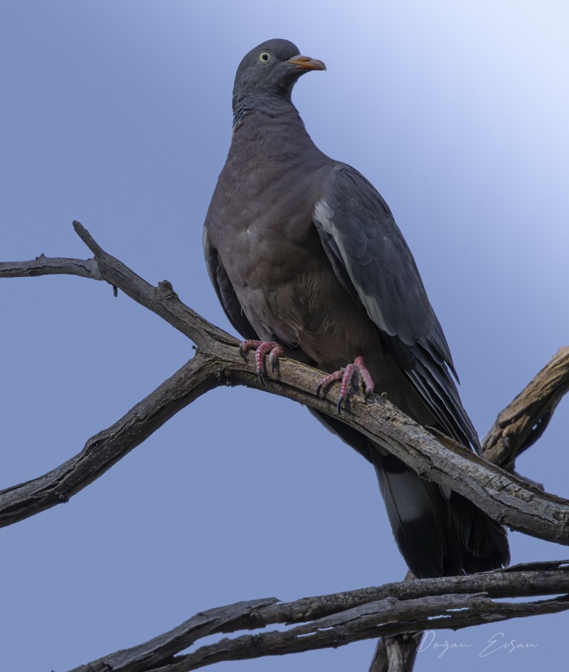 Common Wood Pigeon