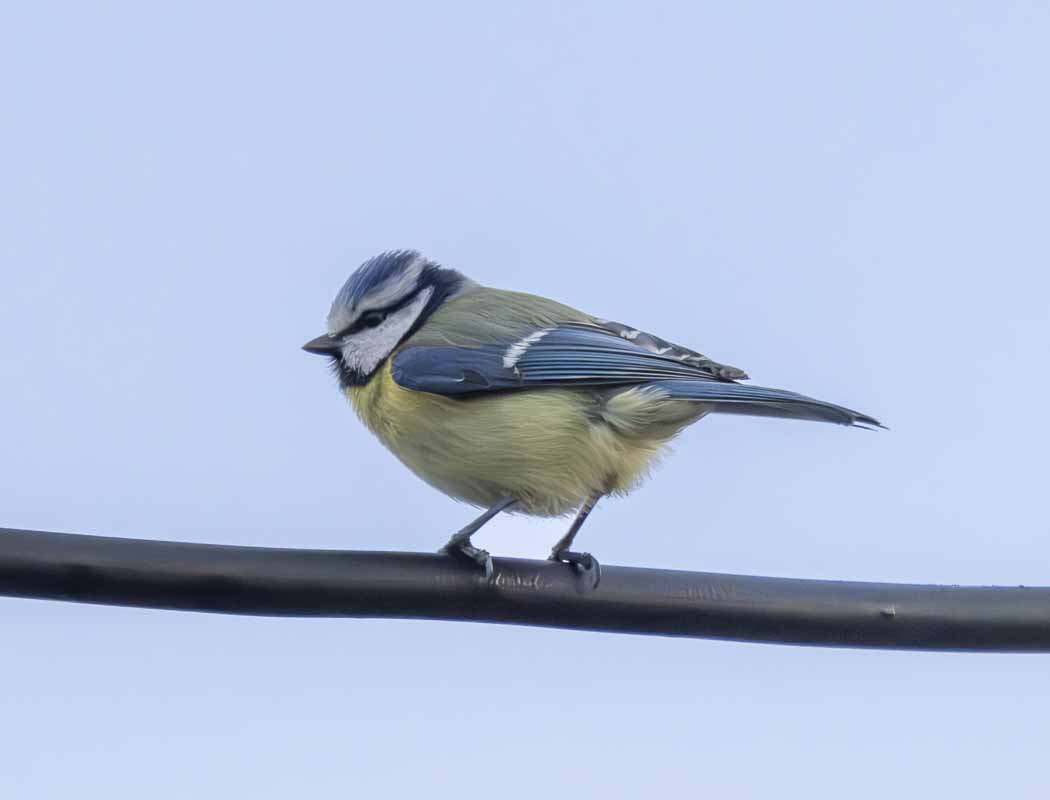 Eurasian Blue Tit