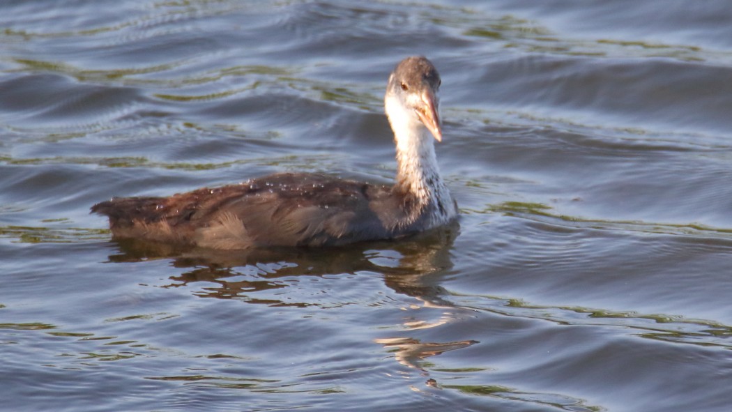 Eurasian Coot