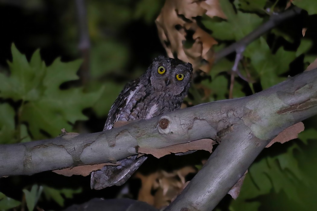Eurasian Scops Owl
