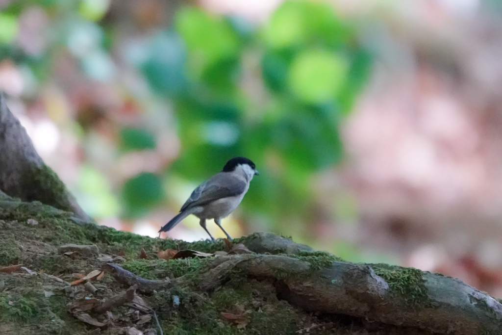 Marsh Tit