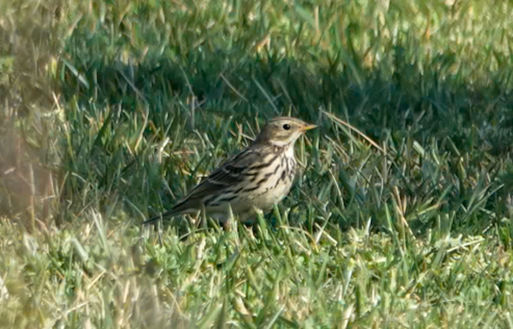 Meadow Pipit