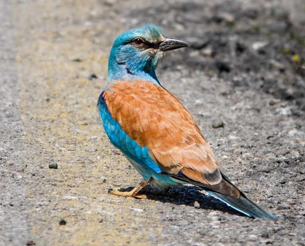 European Roller