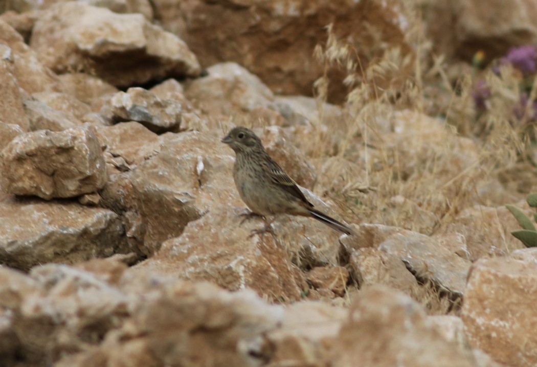 Cirl Bunting