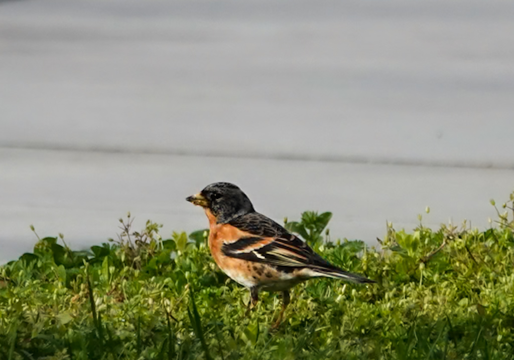 Brambling