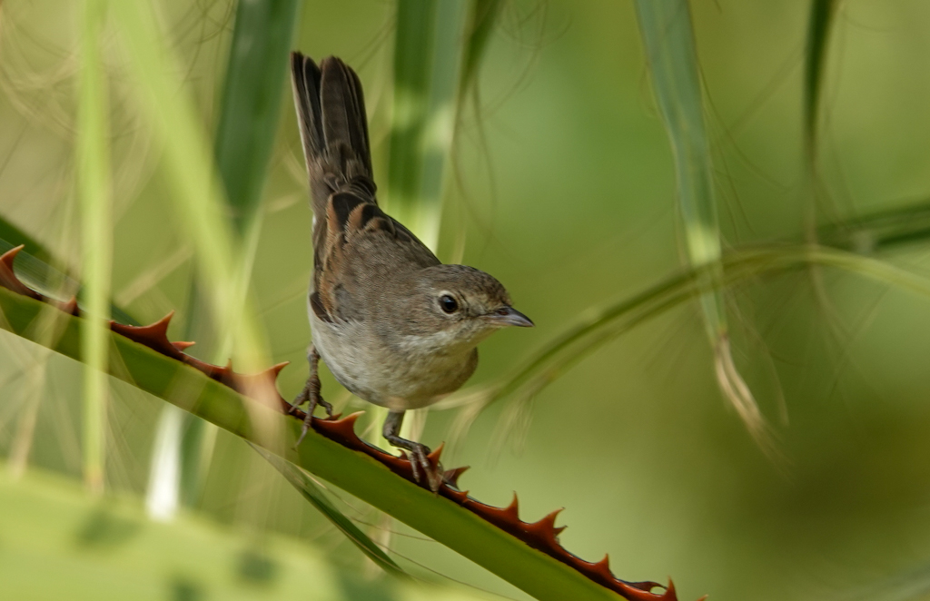 Common Whitethroat