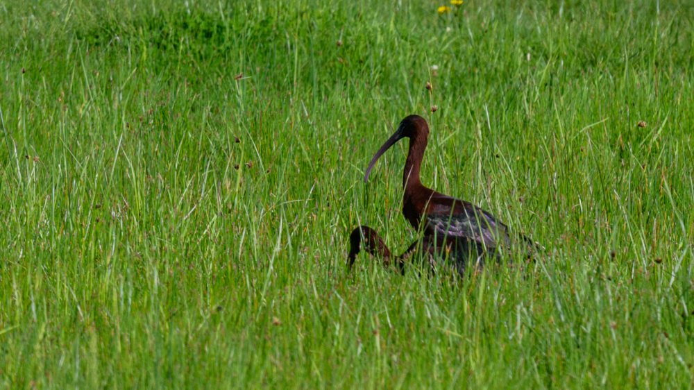 Glossy Ibis
