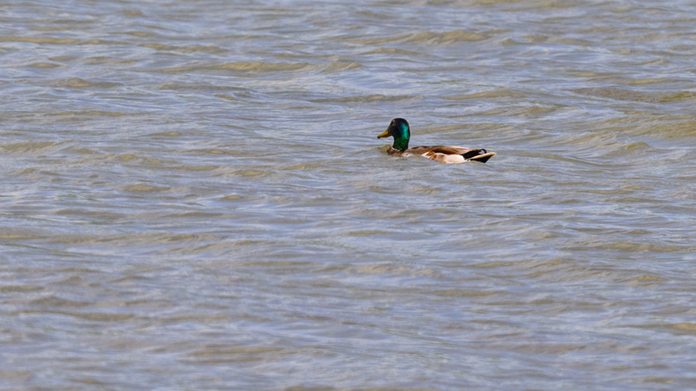 Mallard