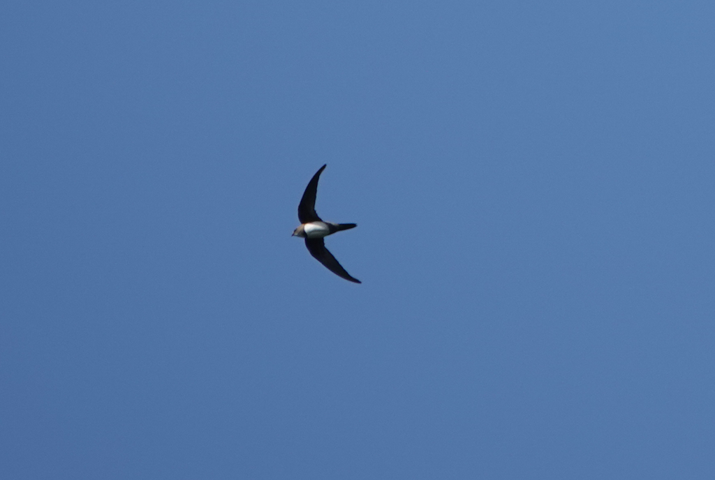 Alpine Swift
